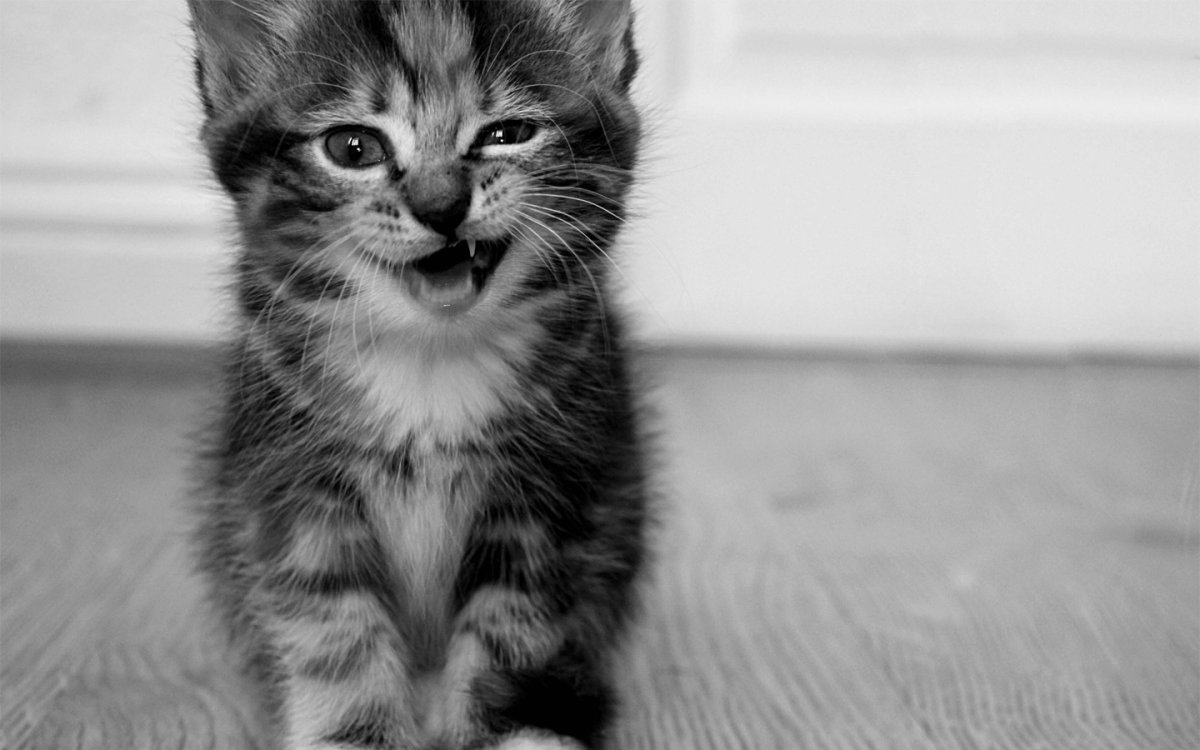 Милые кошечки