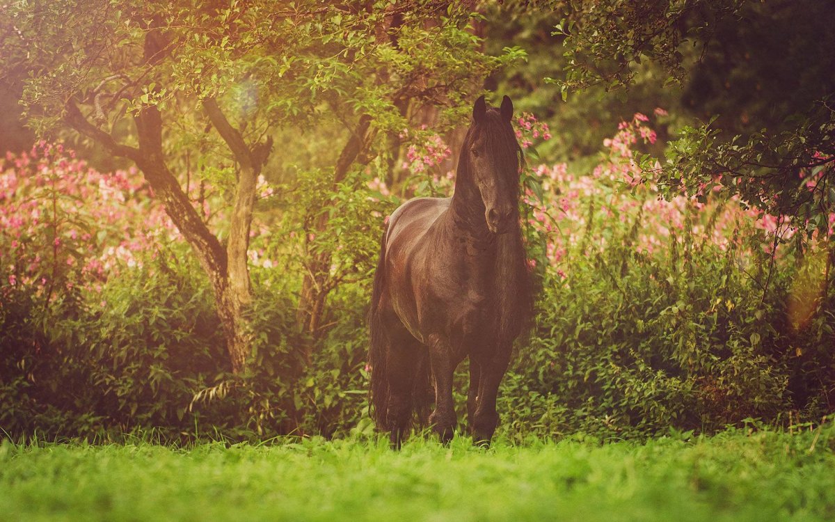 Лошадь в поле