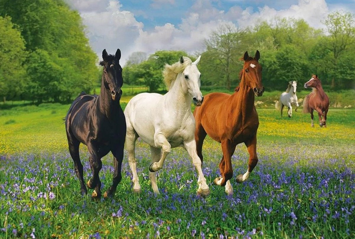 Лошади на фоне природы