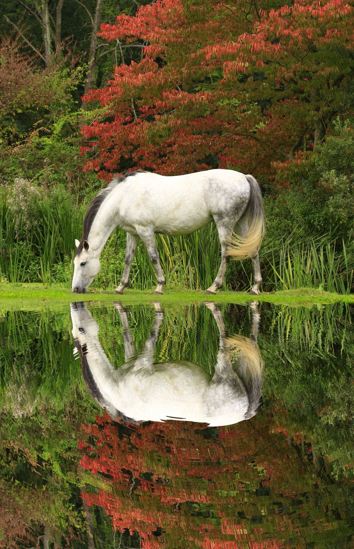 Персис Клейтон Вейерс лошади