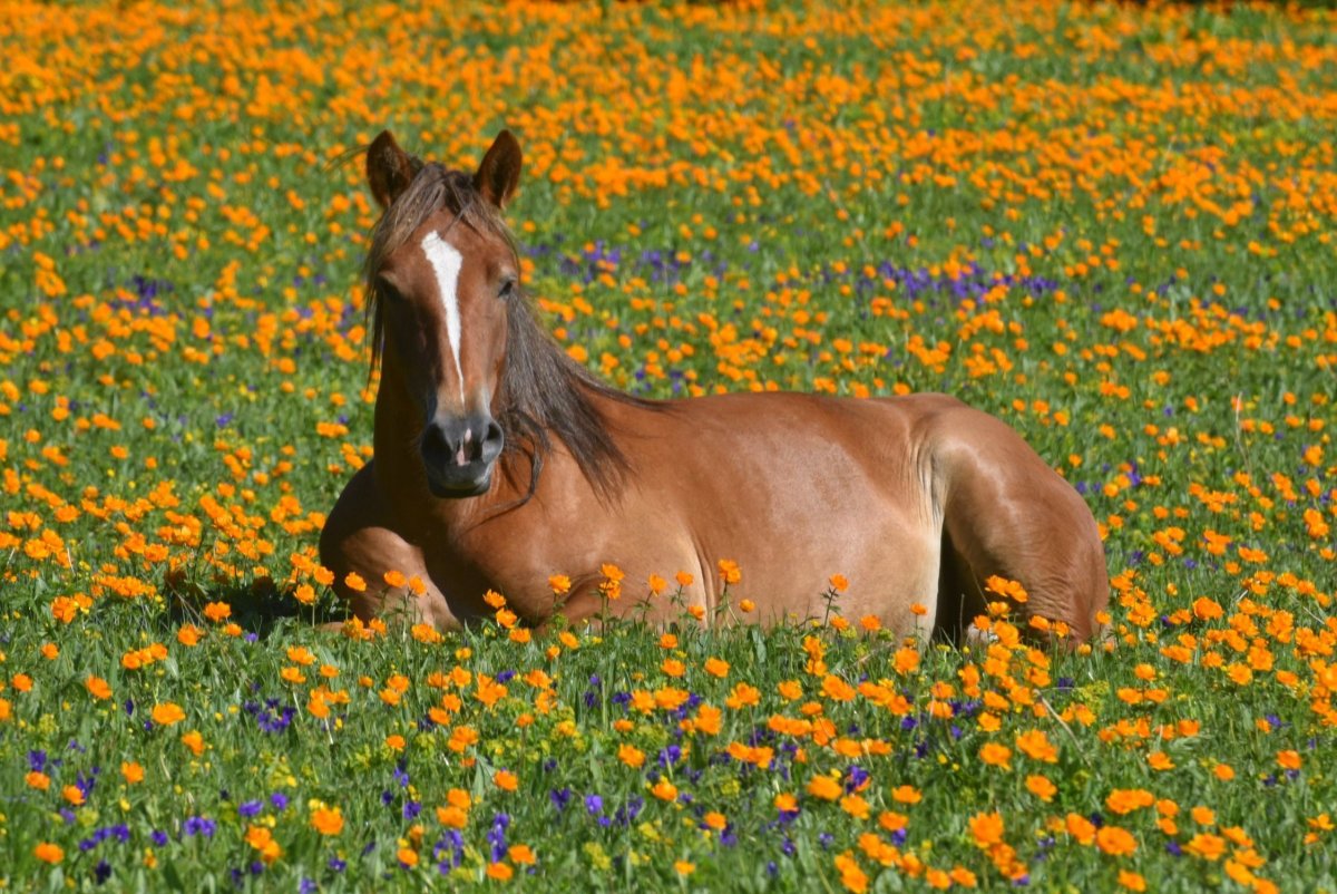 Конь в поле