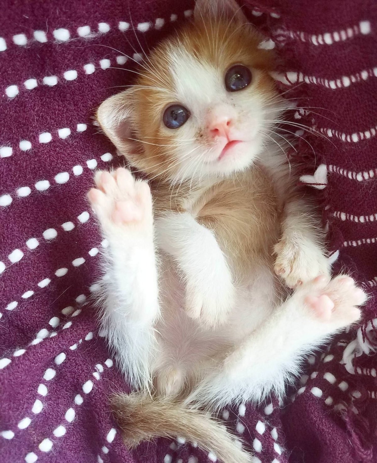 Милые котики