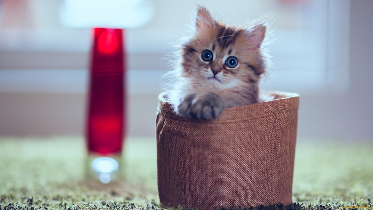 Милые котики много