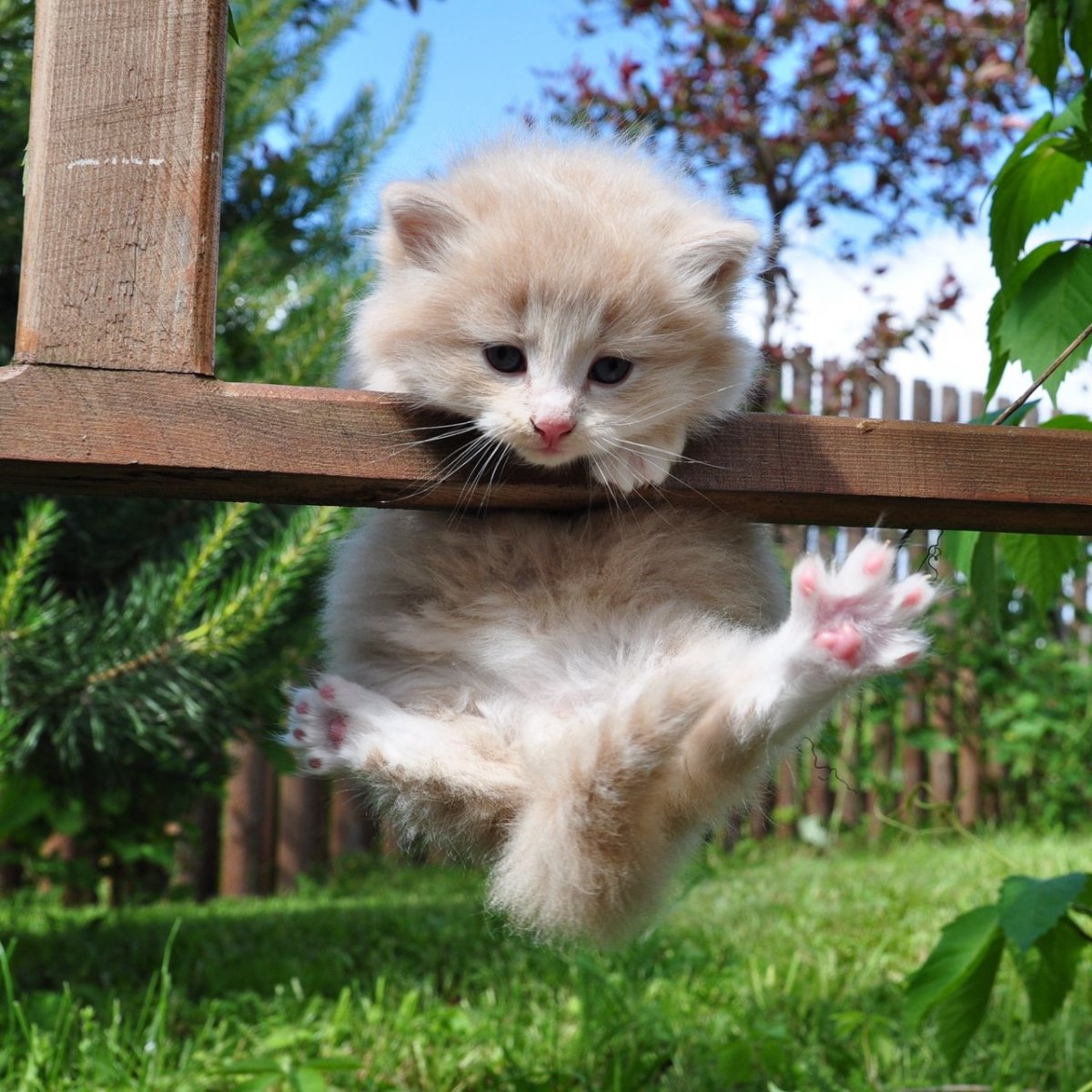 Белый пушистый котенок