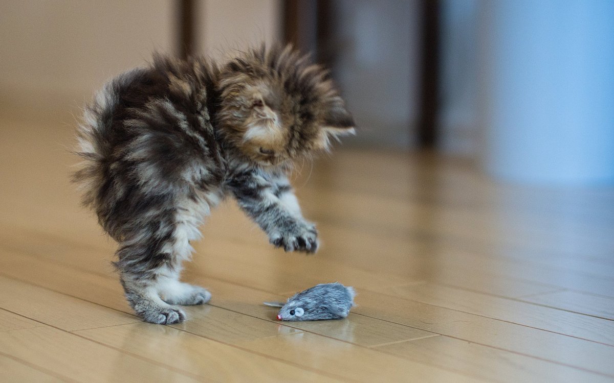 Милые котики