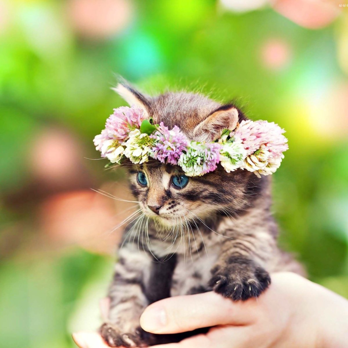 Смешные котята