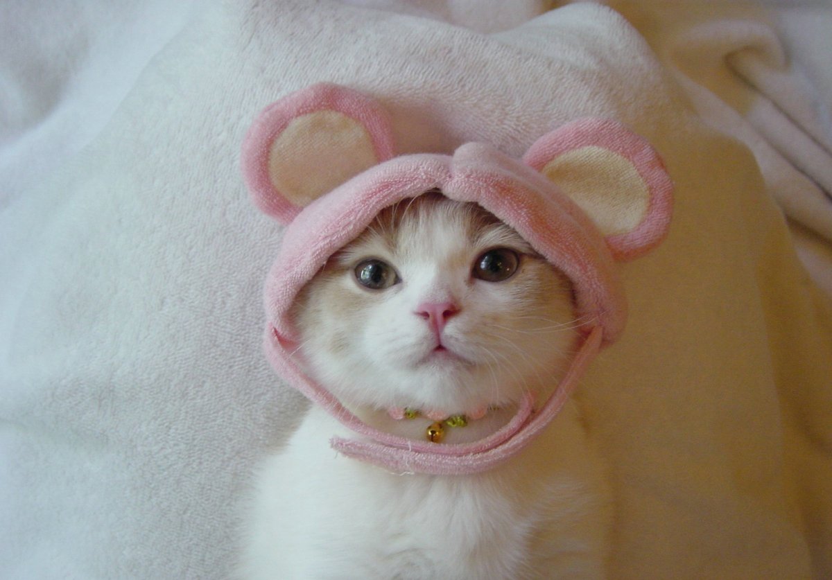 Кошка в короне