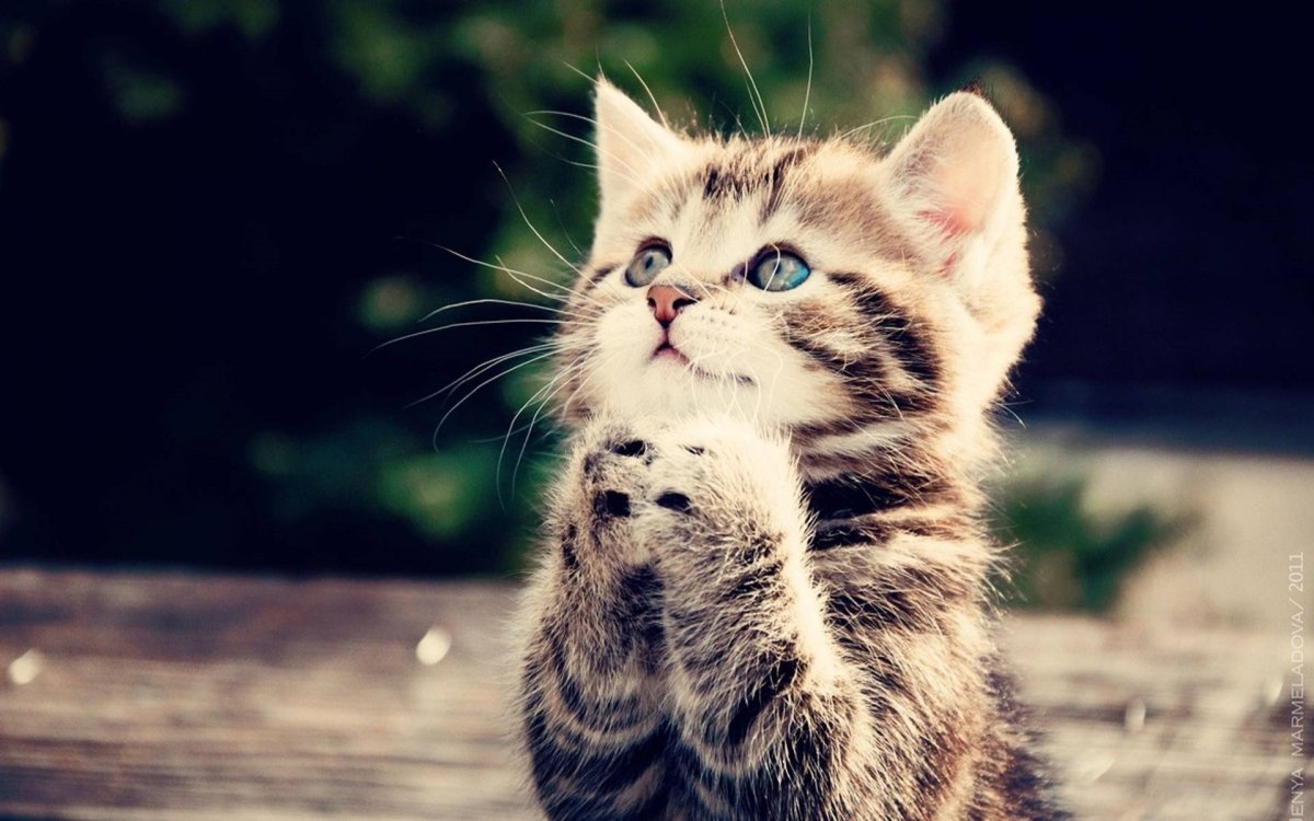 Маленькие котята пушистые