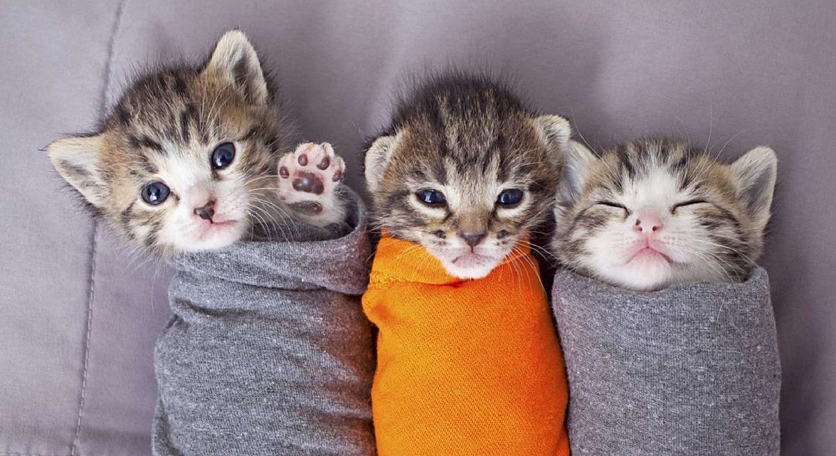 Хорошего дня киса картинки