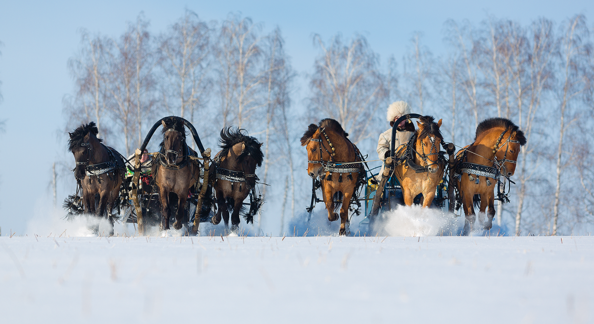 Русская тройка лошадей зимой