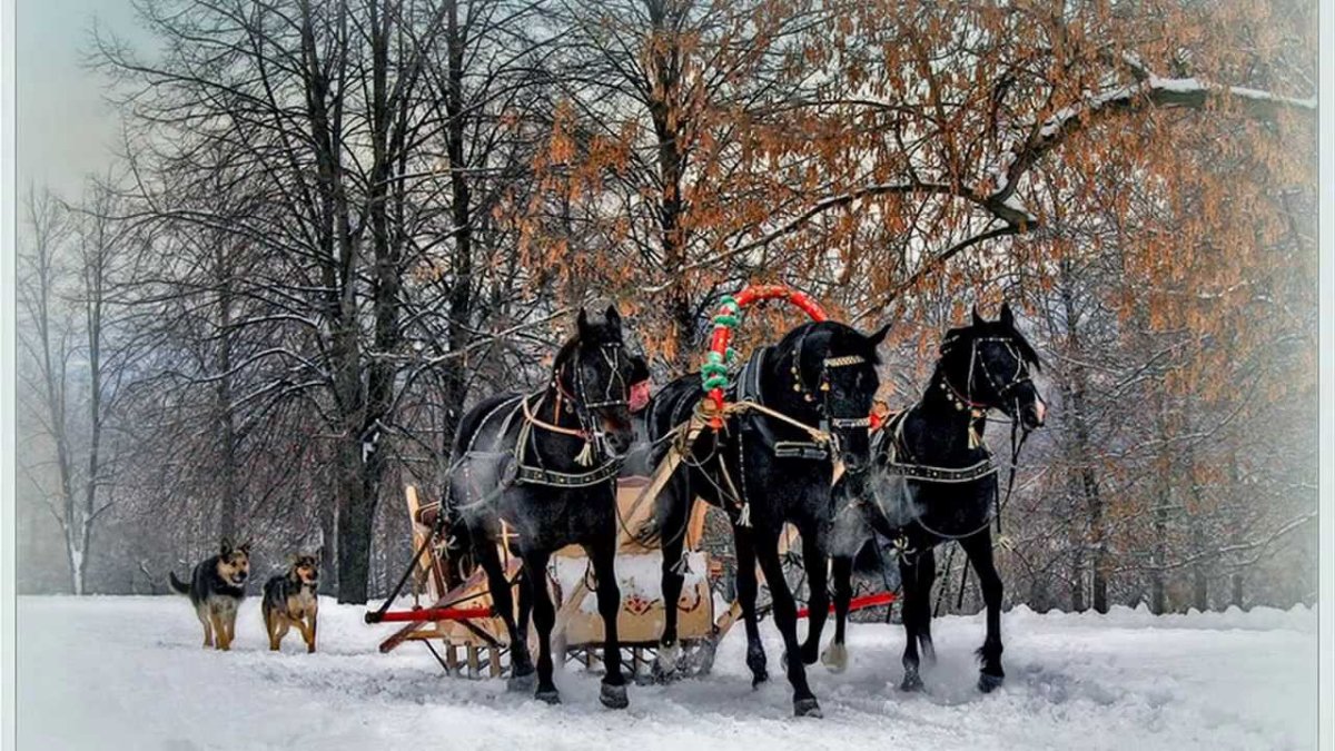 Тройка лошадей