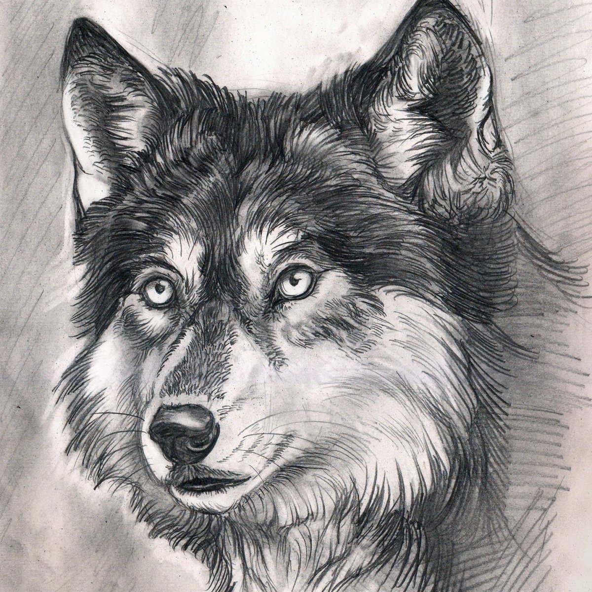 Рисунок волка для срисовки