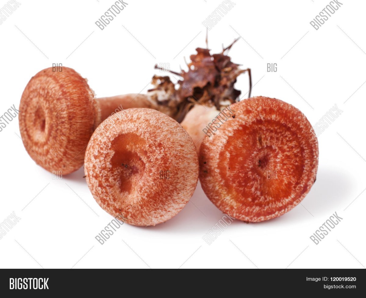 Волнушки грибы