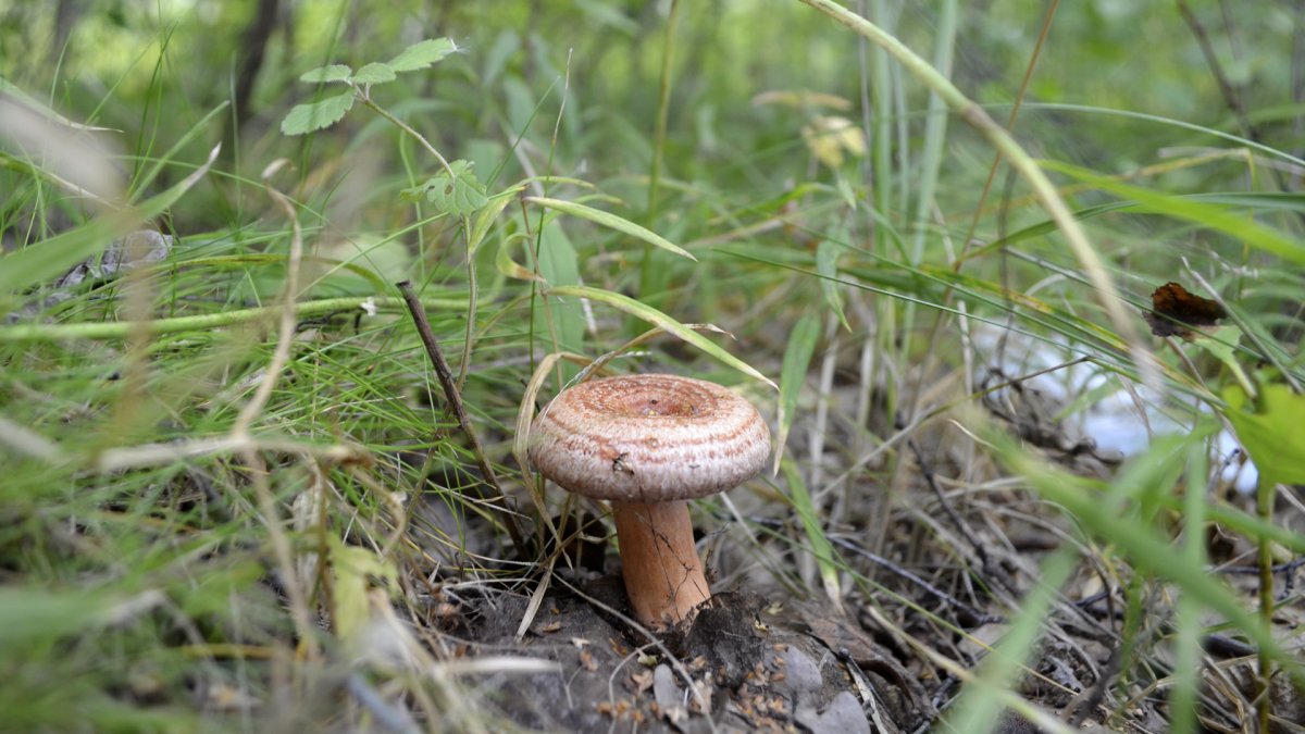 Гриб волнушка Болотная