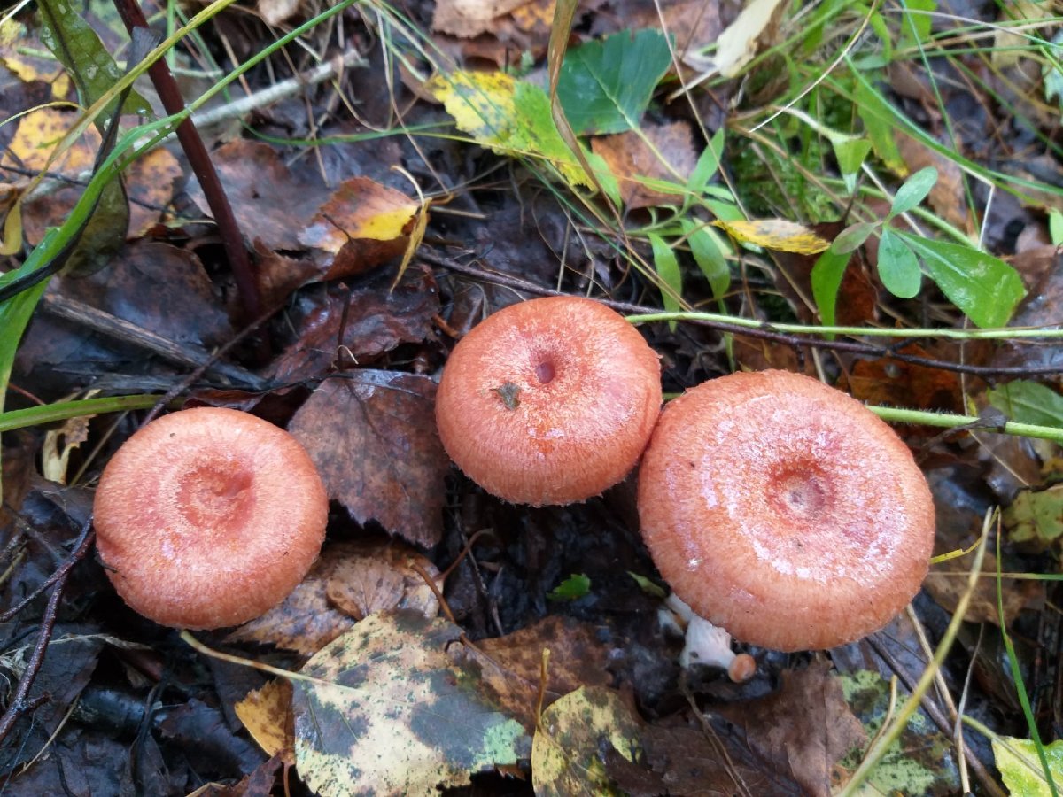 Волнушки и рыжики отличие