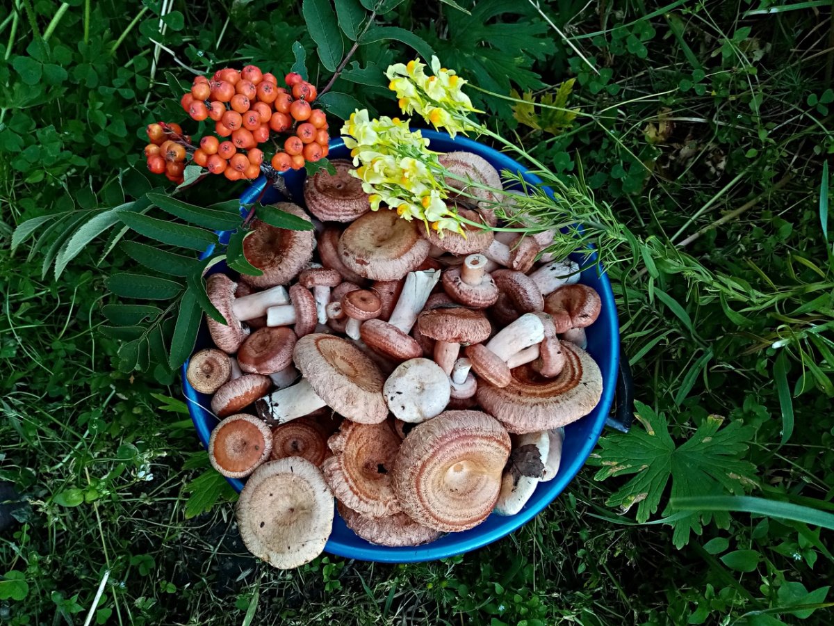 Волнушка диарейная