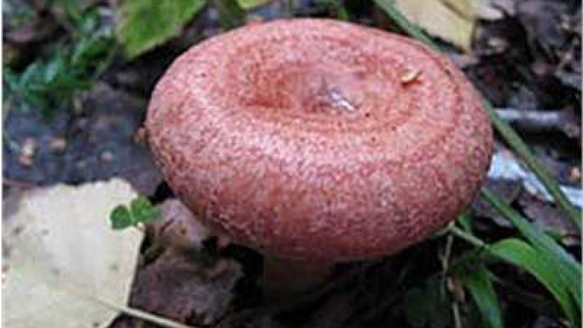 Млечник Рыжик гриб