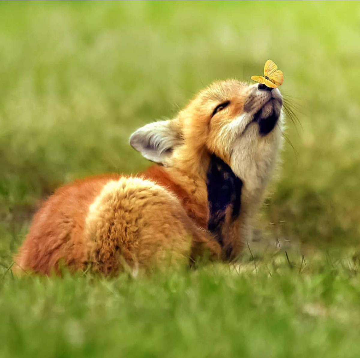 Чашки для собак