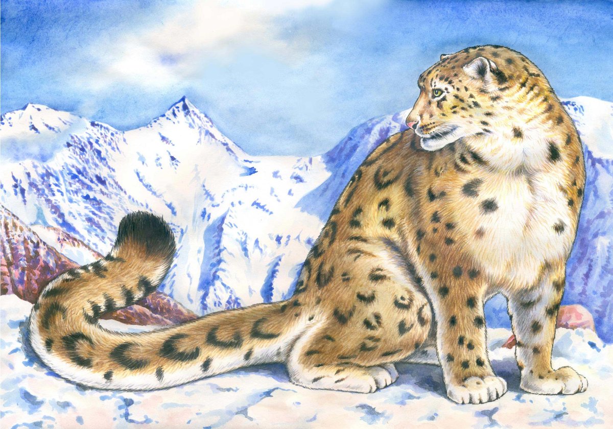 Снежный Барс иллюстрация