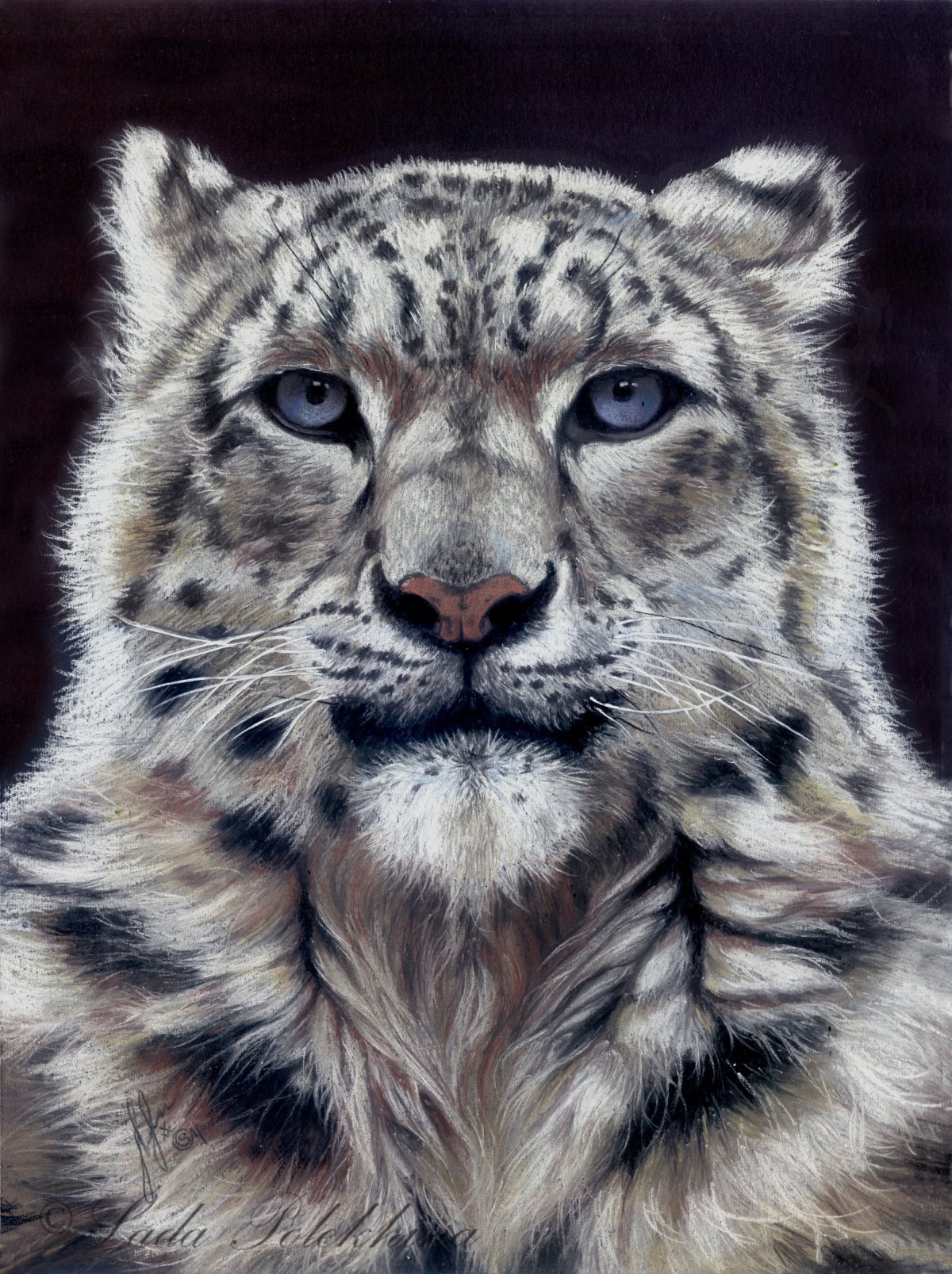 Снежный Барс Ирбис в горах