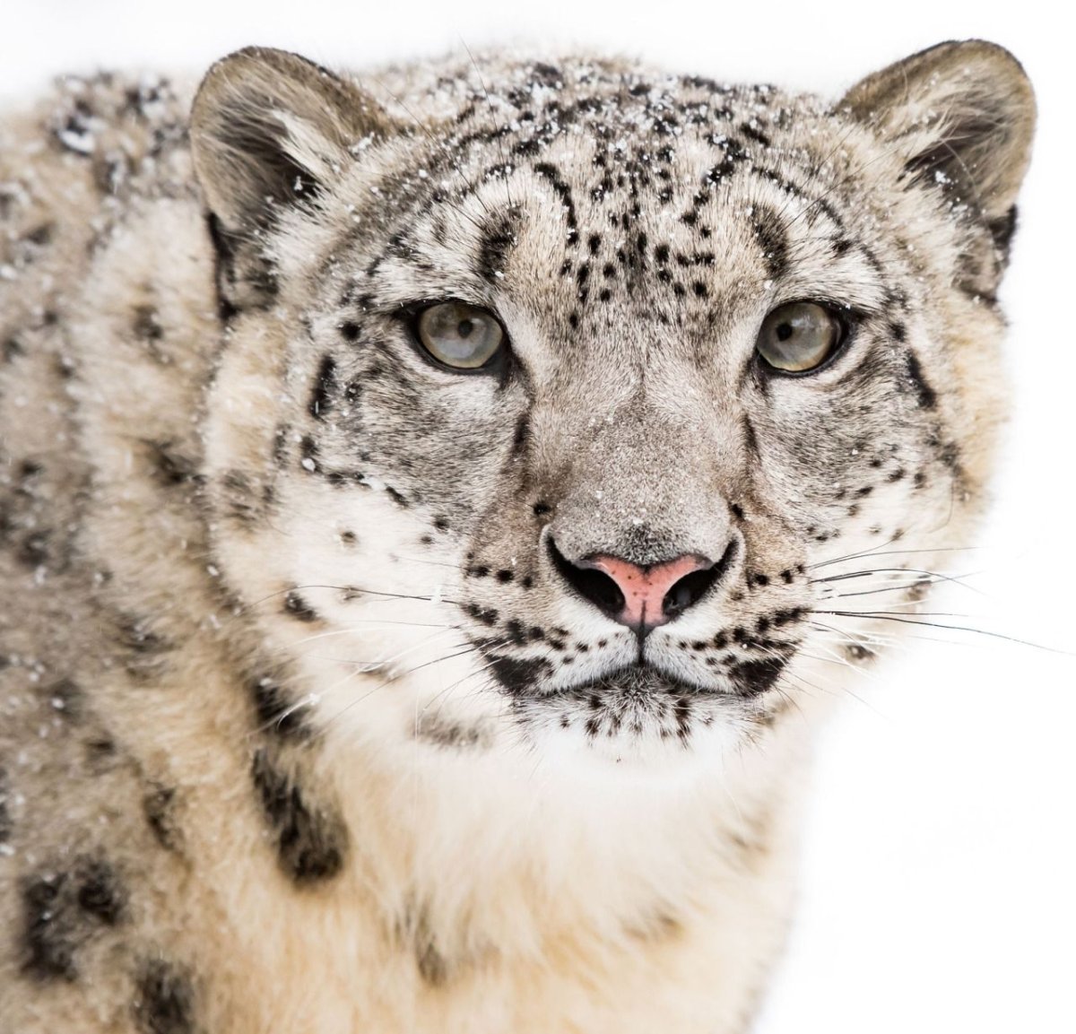 Снежный Барс Чиби