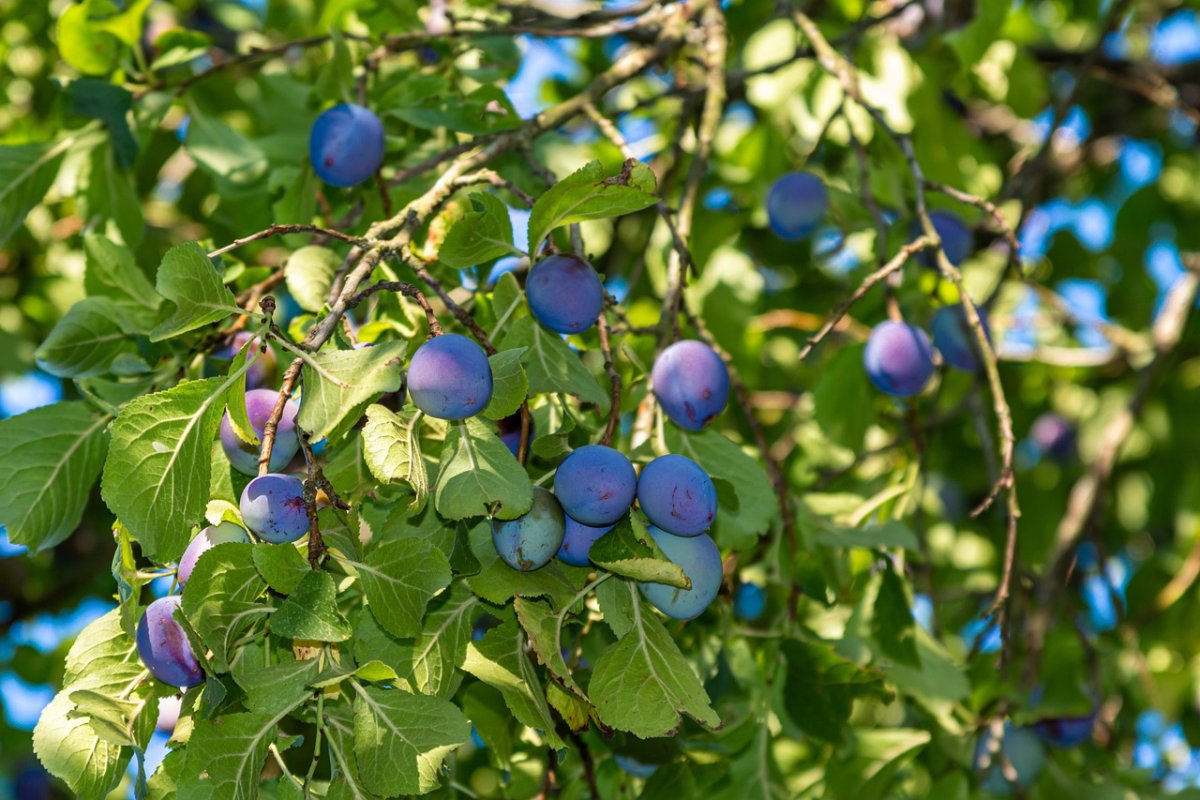 Слива китайская Скороплодная цветение