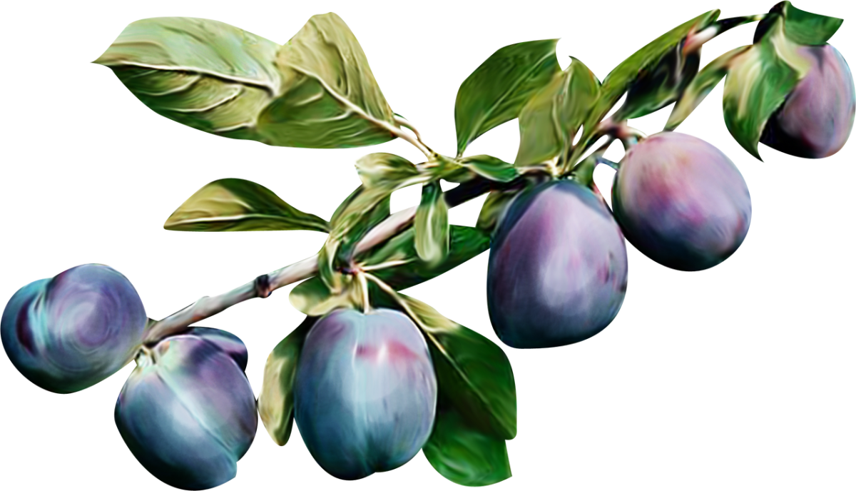 Слива на ветке