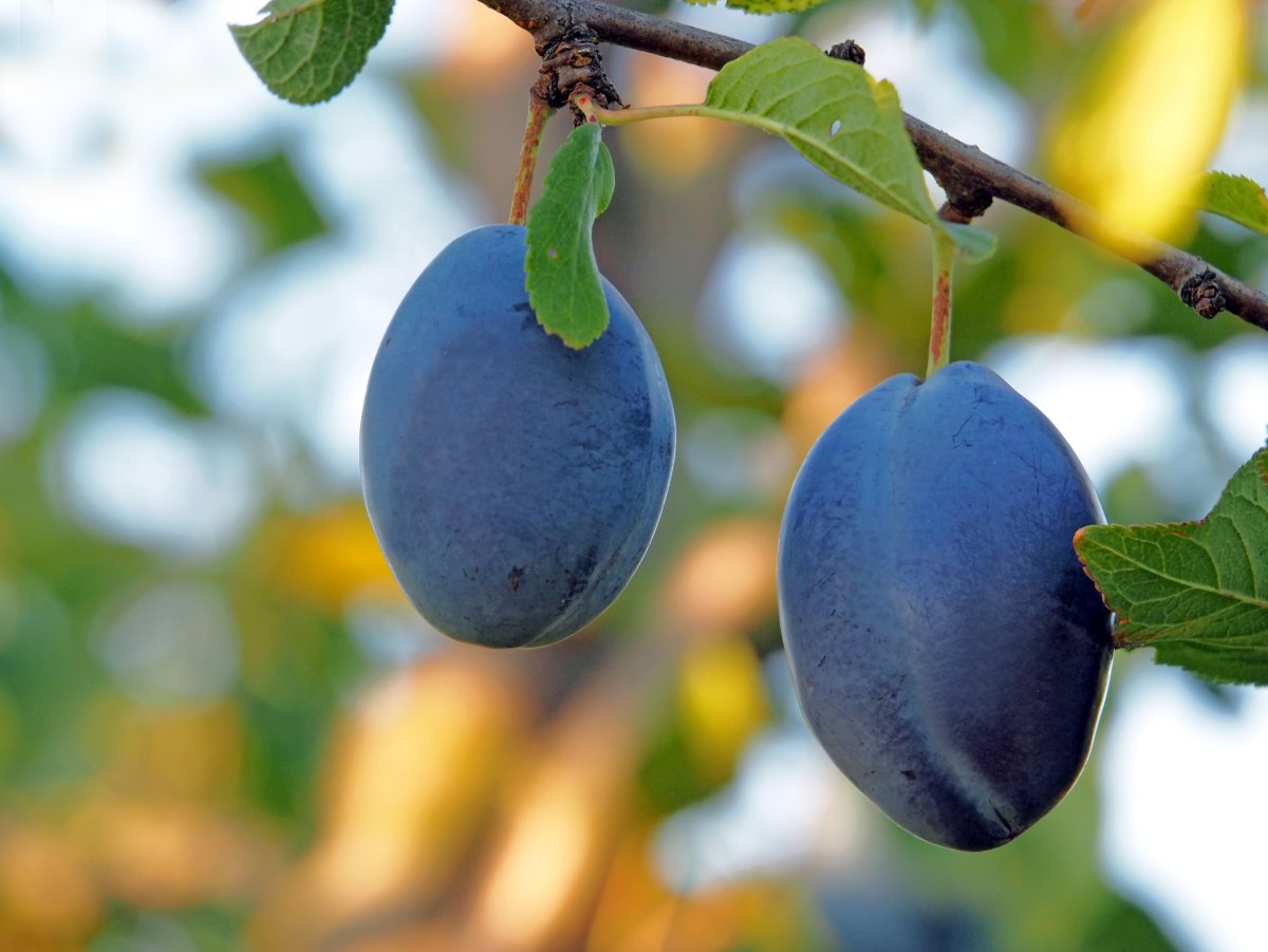 Тернослива Мичурин