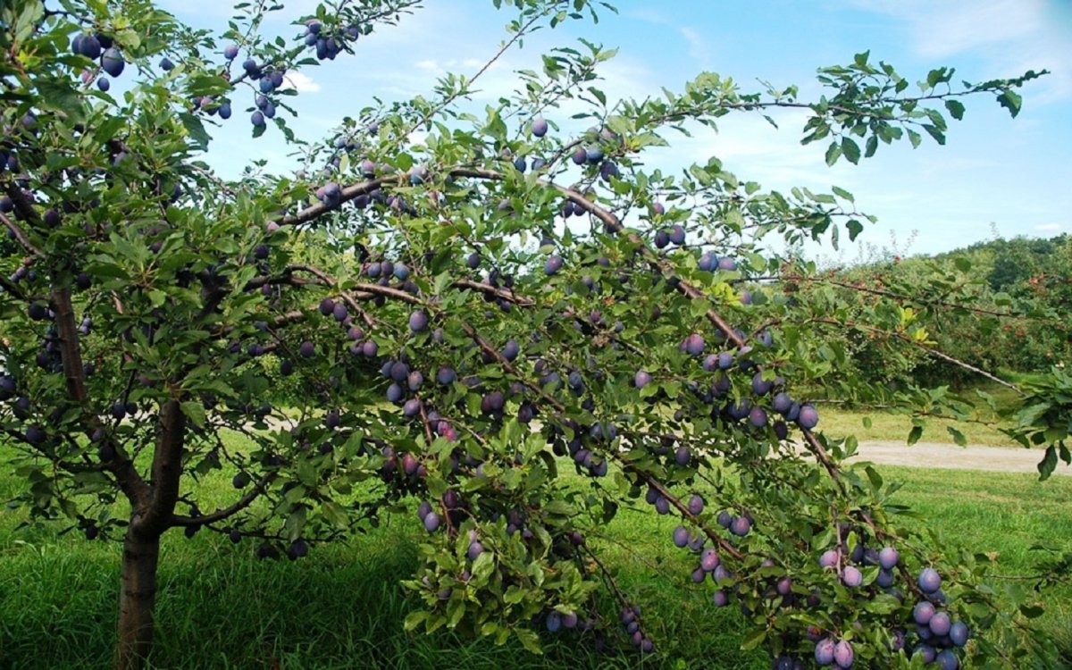 Слива дичка дерево