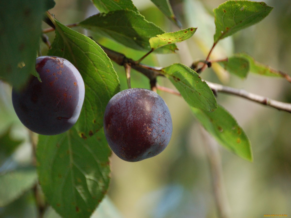 Косточковые плоды слива