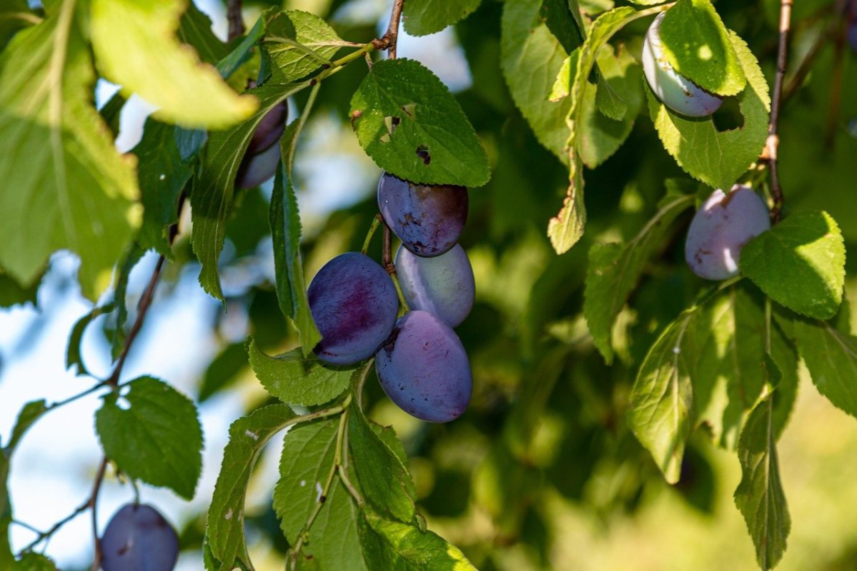 Слива дерево