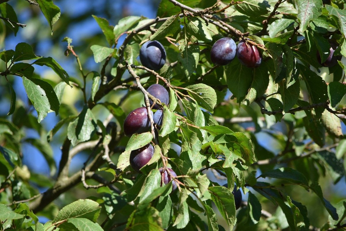 Слива Эмма Липперман