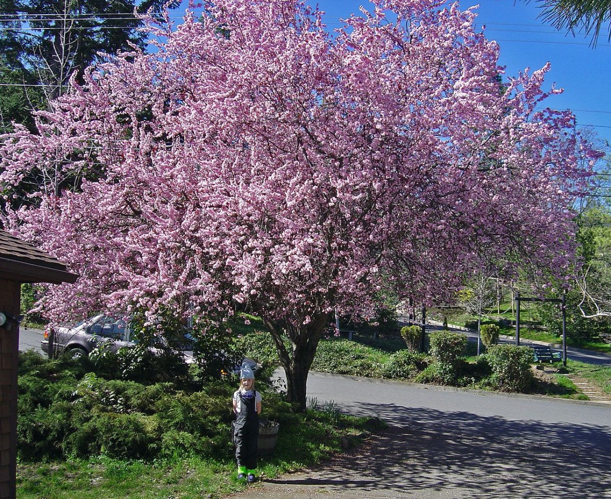 Кустовидная слива