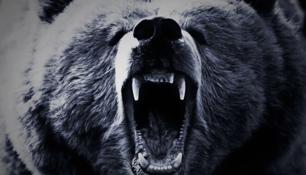 Оскал медведя