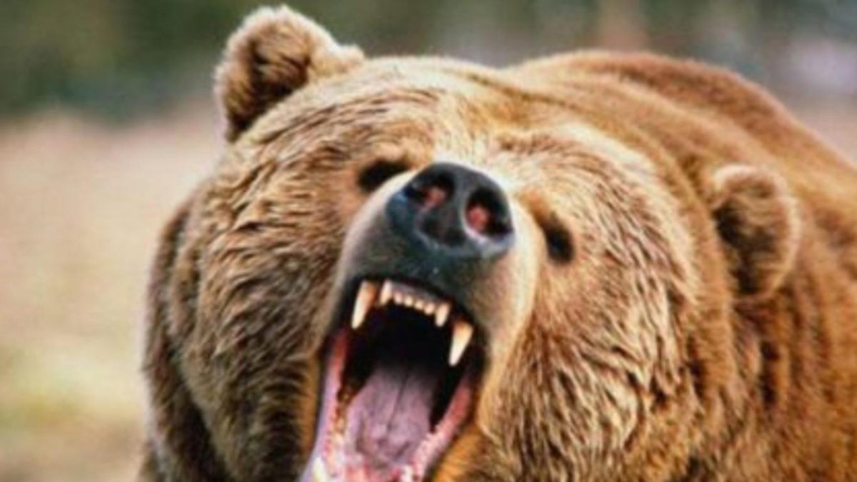 Медведь Гризли злой нападение