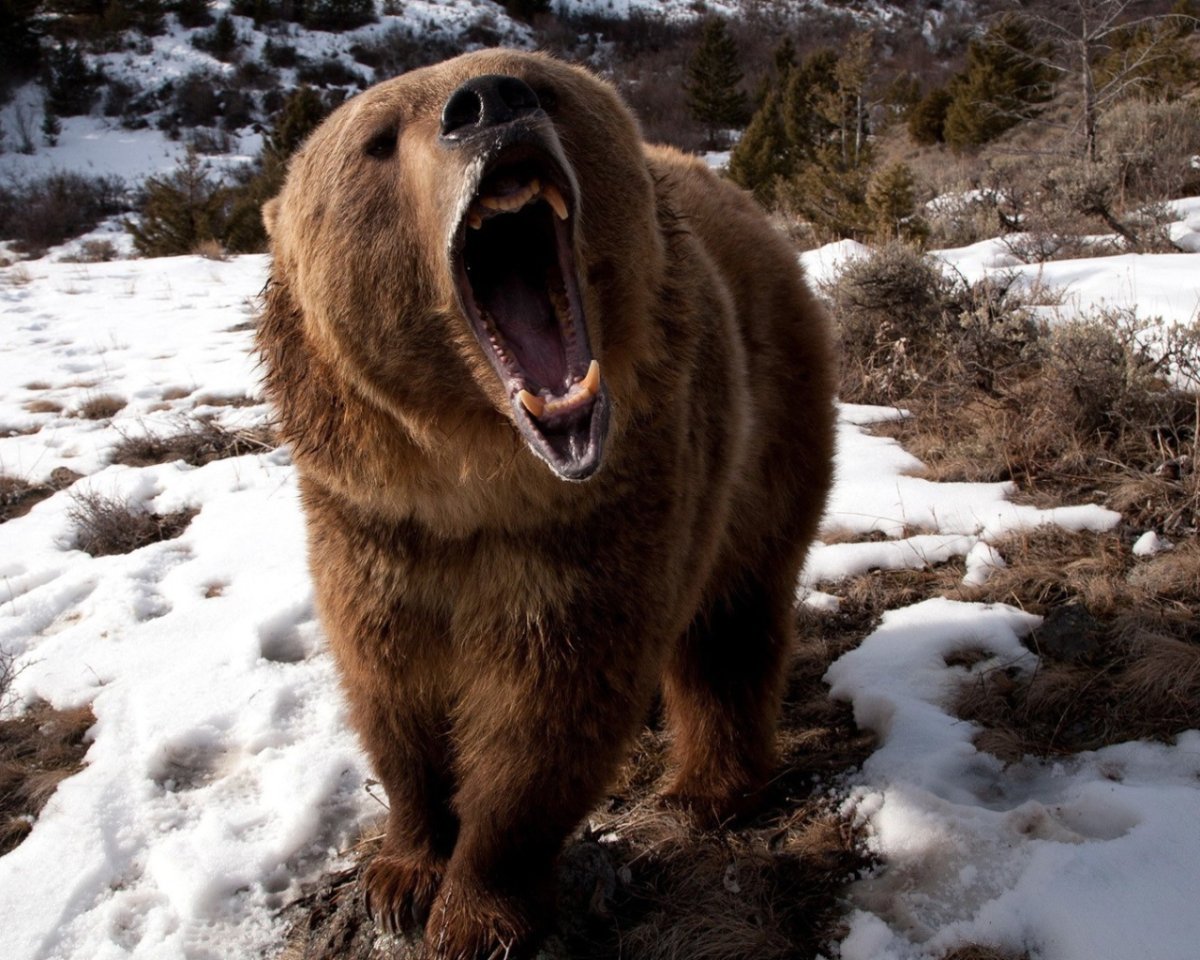 Оскал медведя