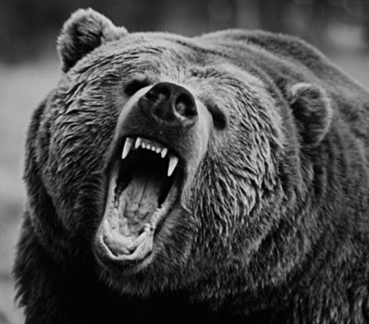 Грозный бурый медведь