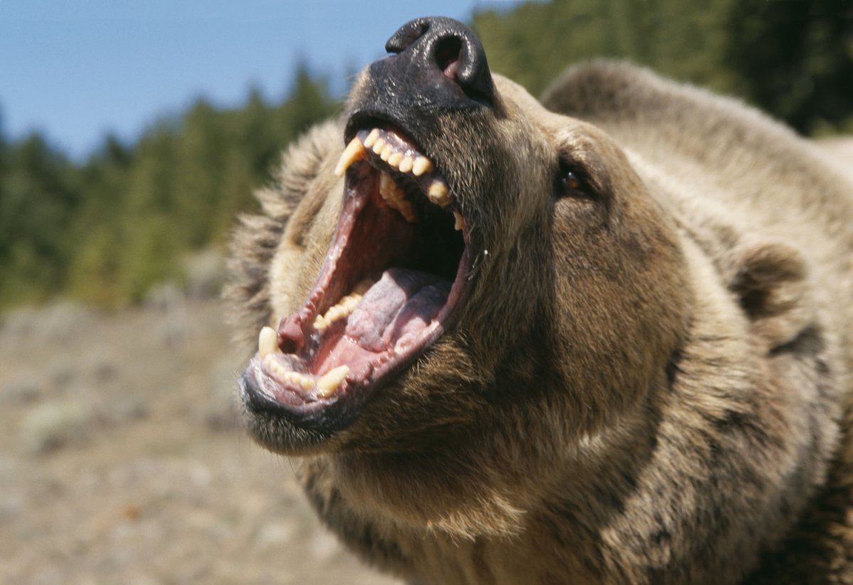 Оскал медведя