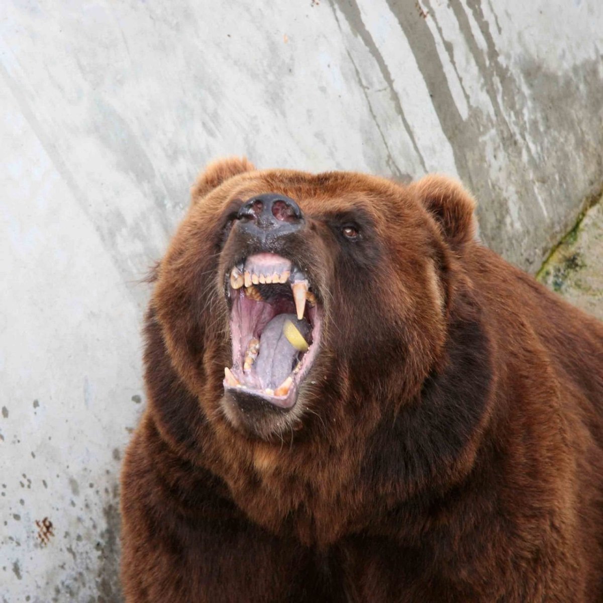 Дима Гризли