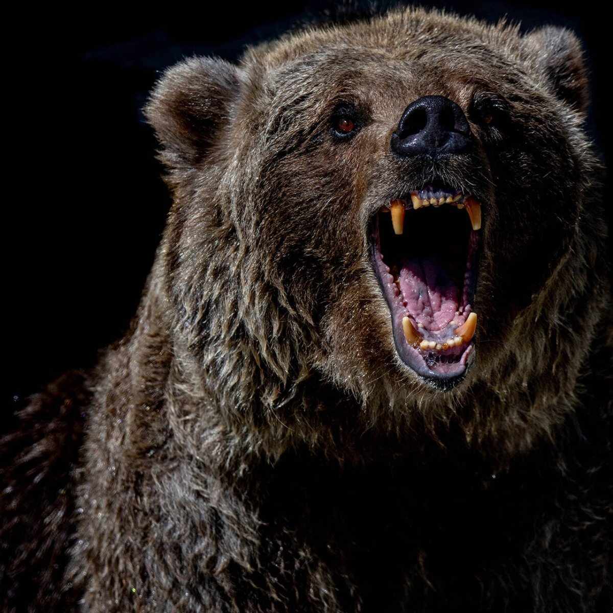 Грозный медведь Гризли