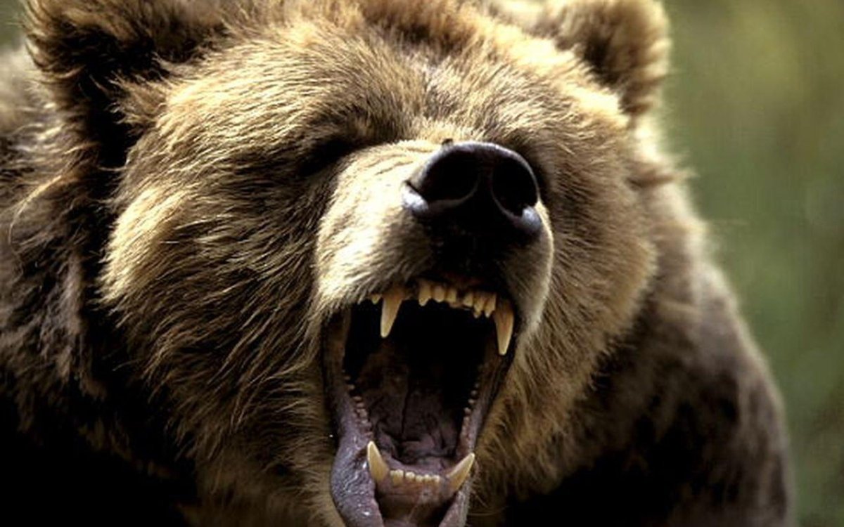 Медведь Гризли злой