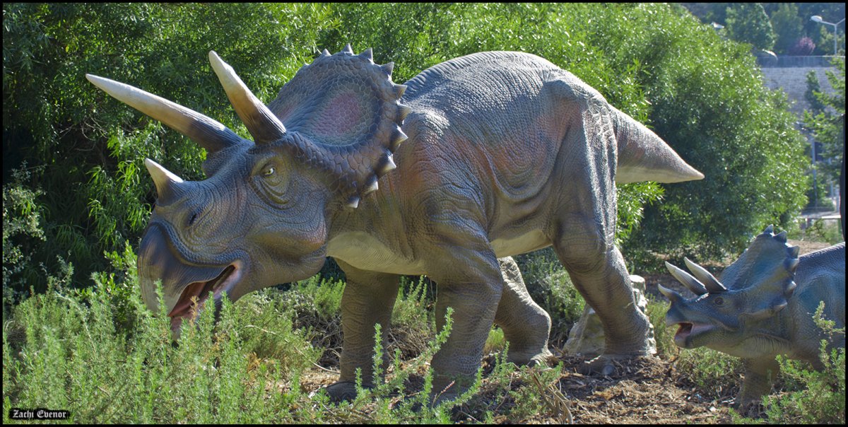 Травоядные динозавры Трицератопс