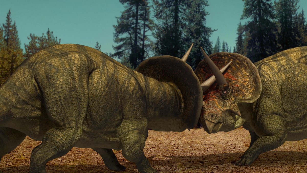 Трицератопс bbc