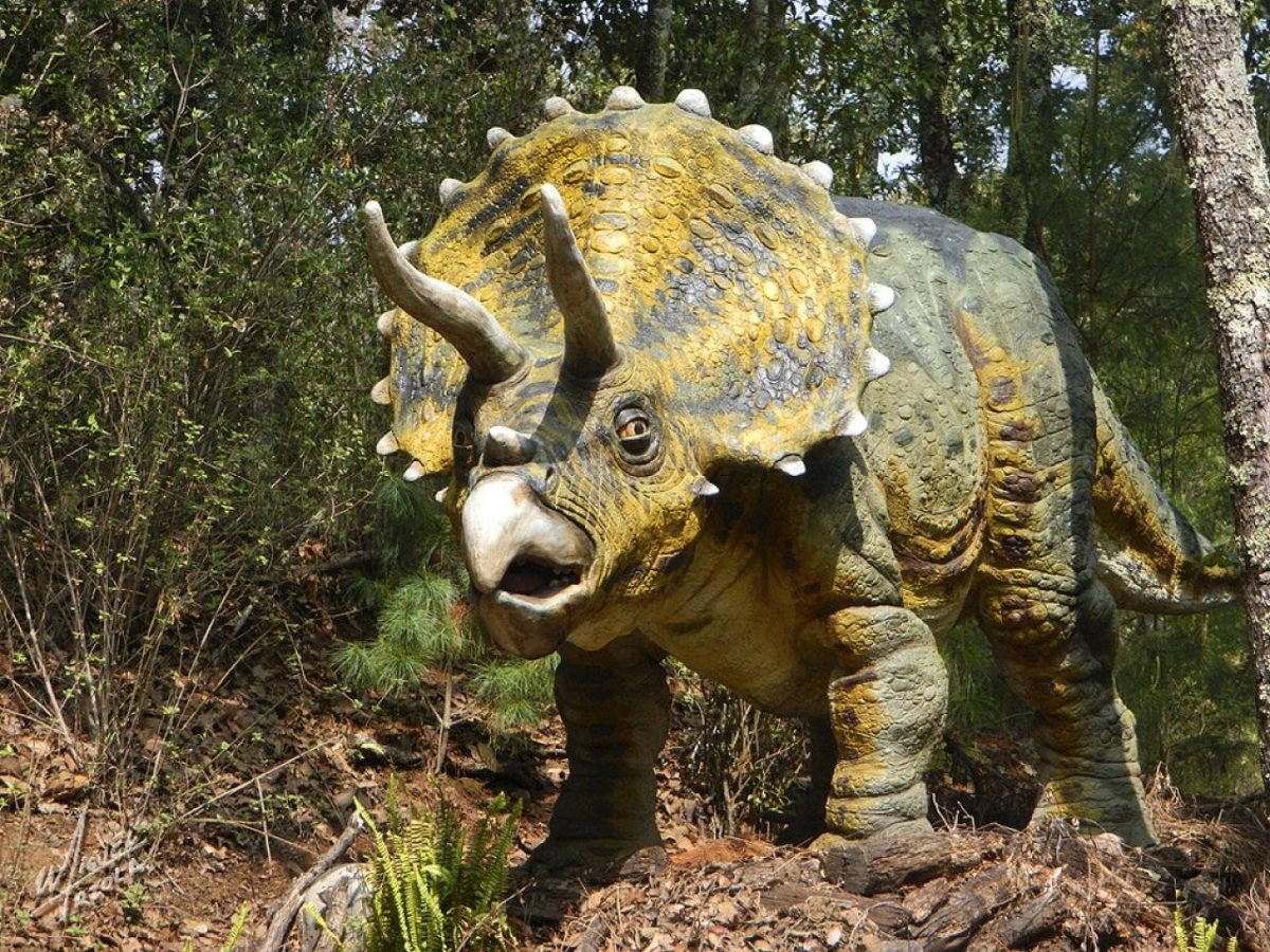 Трицератопс Клифф Колорадо