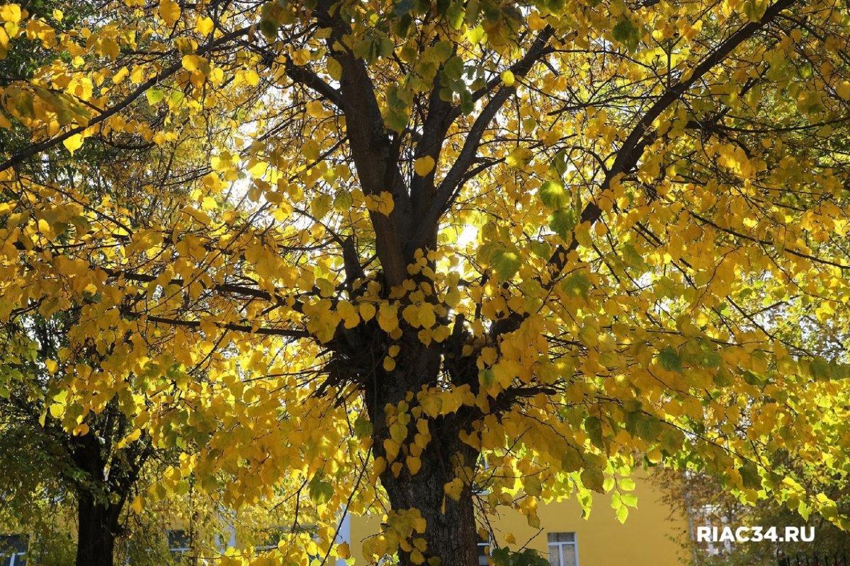 Стоял ноябрь у двора