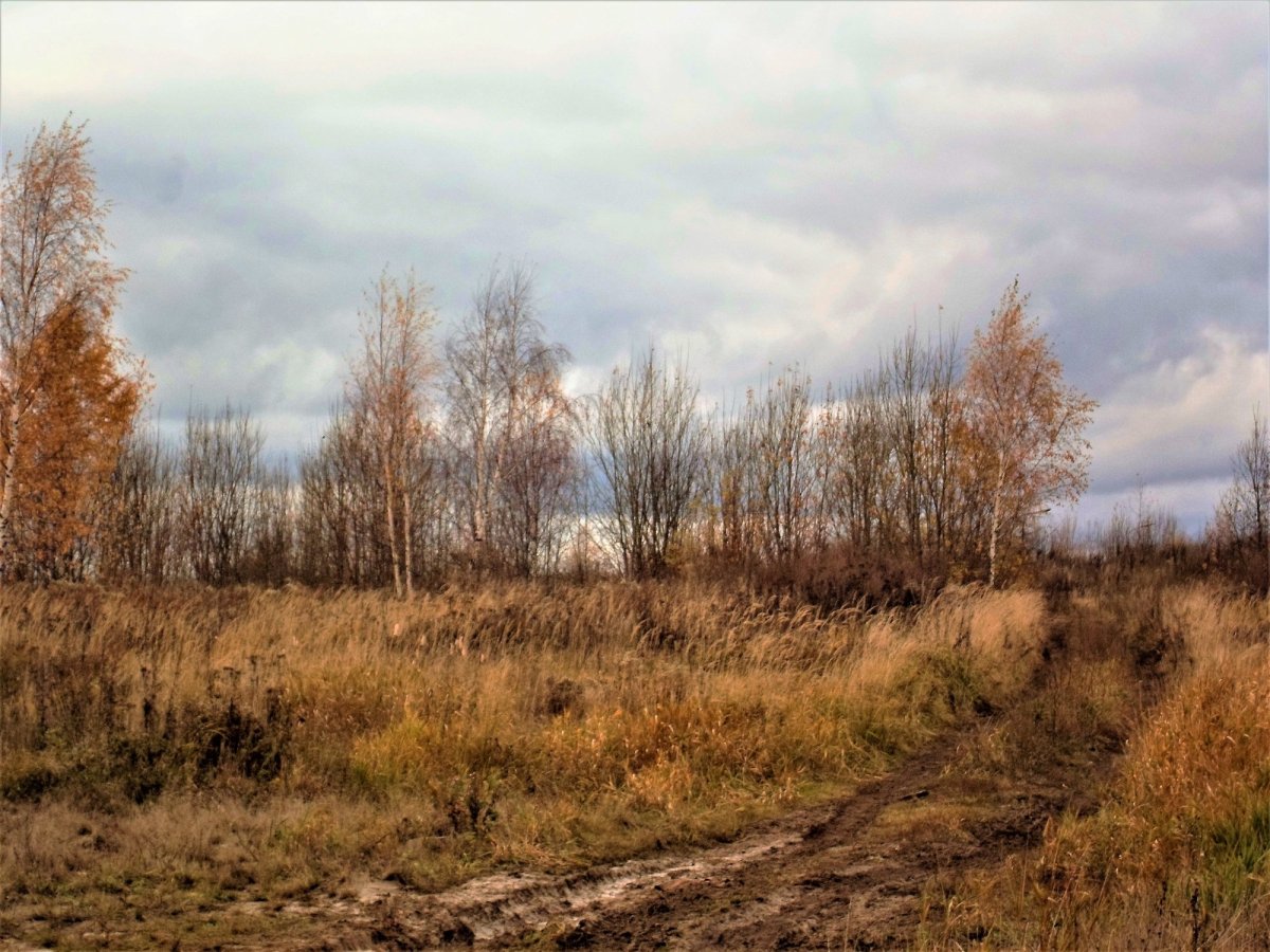 Конкурс чтецов уж небо осенью дышало