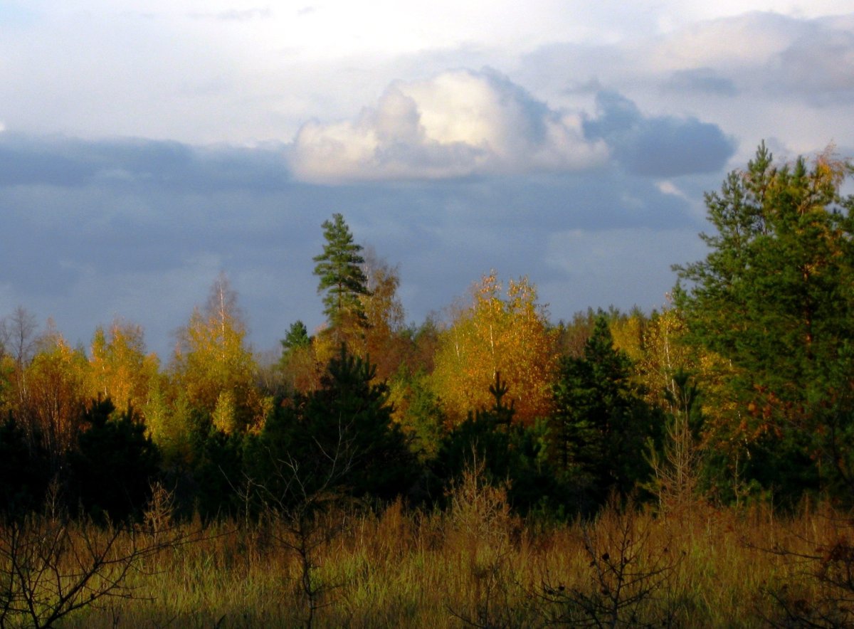 Небо осенью дышало