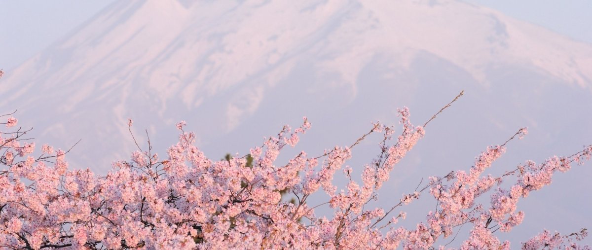 Шапка для твиттера цветы