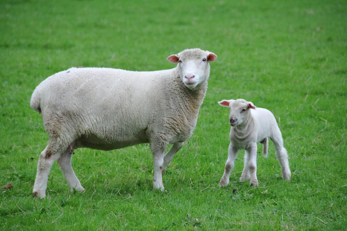 Дорсет овцы