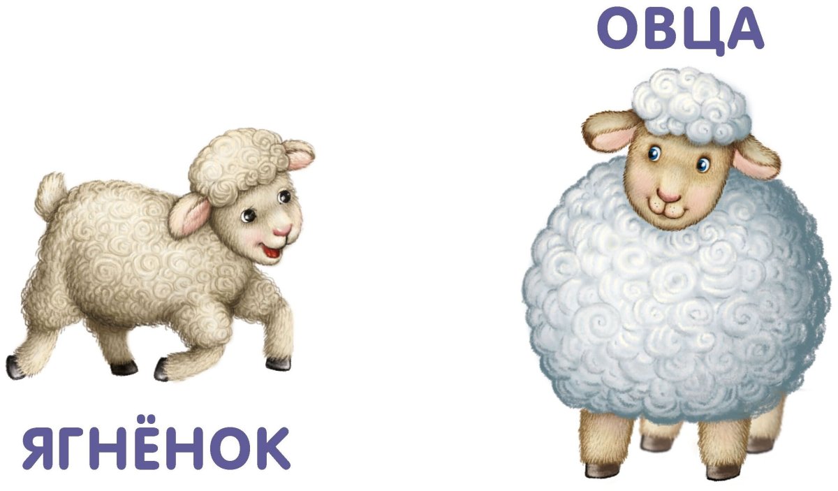 Овечка карточка для детей
